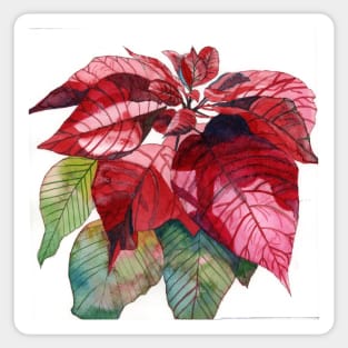 Red Poinsettia Flower original watercolour painting Sticker